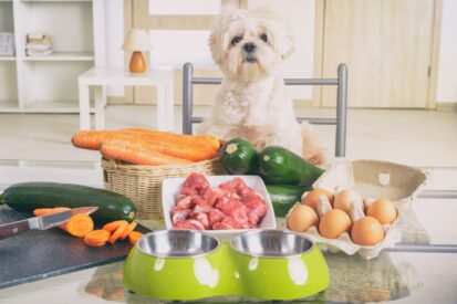 Petfood: how to cook so your pawed family can join the table
